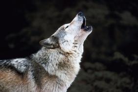 Le préfet du Rhône a réuni le groupe national loup
